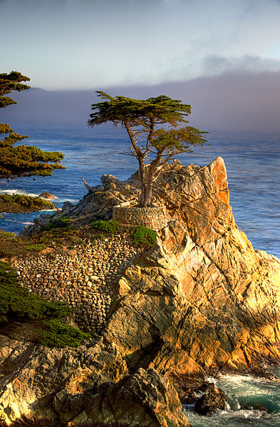 File_Lone_Cypress[1]